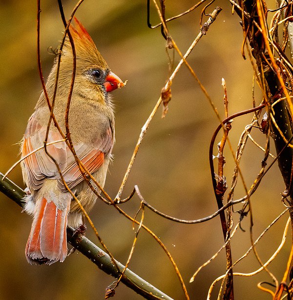 Northern-Cardinal-female---photo-by-Mike-Blevins.jpg