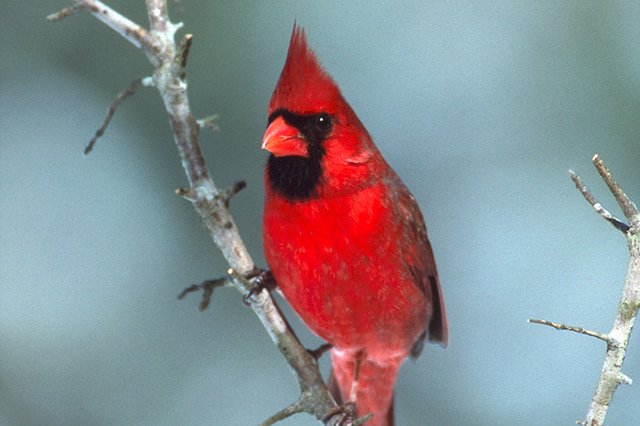 Male-Northern-Cardinal-Sitting-on-Small-Twig---photo-by-Angela-Minor.jpg