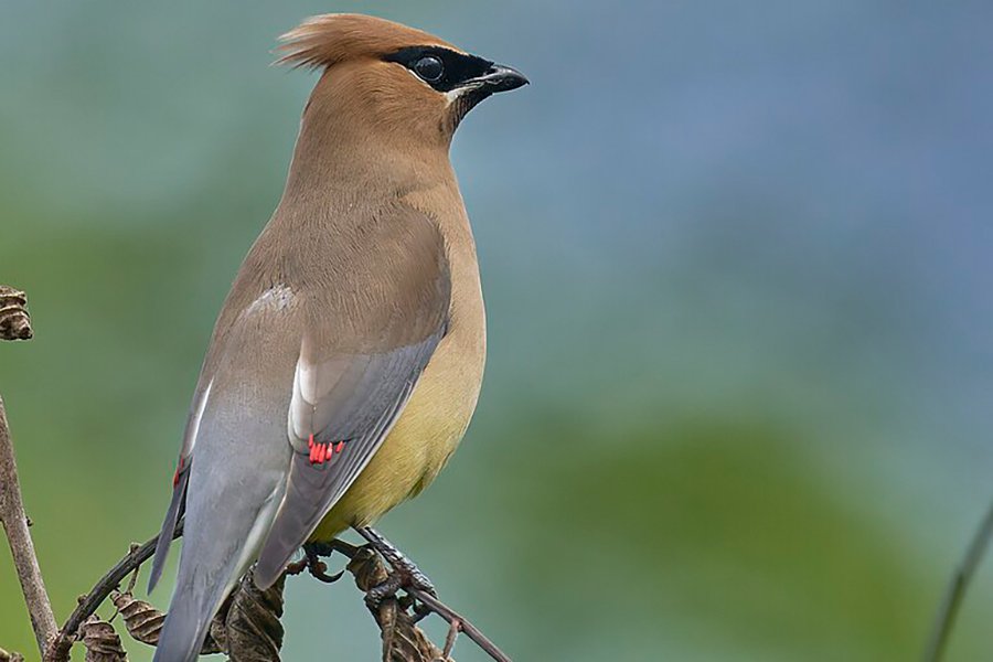 Cedar-Waxwing---photo-by-Paul-Danese-Wikimedia-Commons_1.jpg