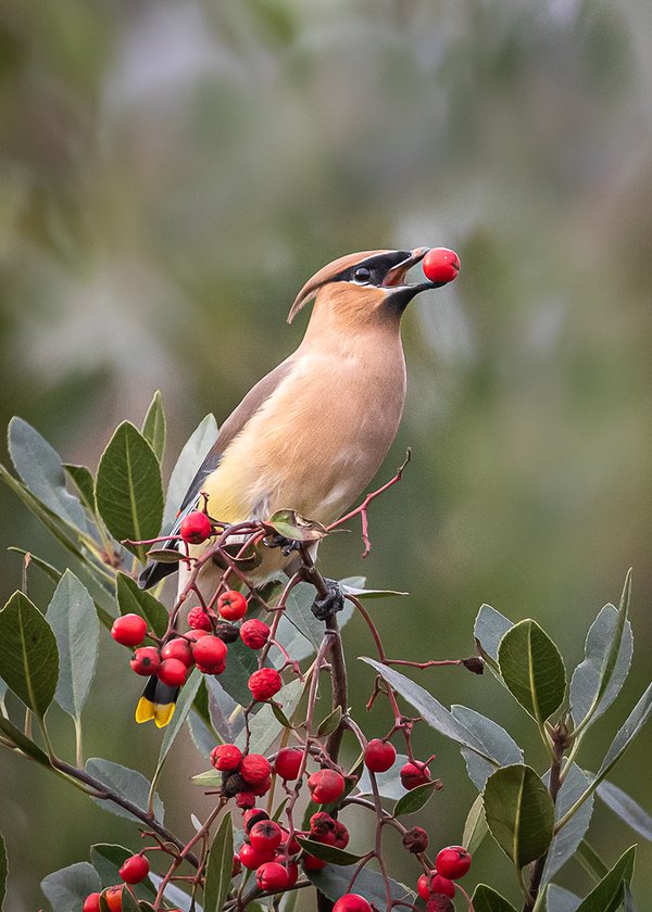 Cedar-Waxwing---photo-by-KS-Nature-Photography.jpg