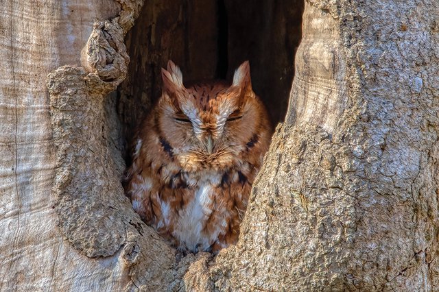 eastern-screech-owl_7269-Edit-cropped.jpg