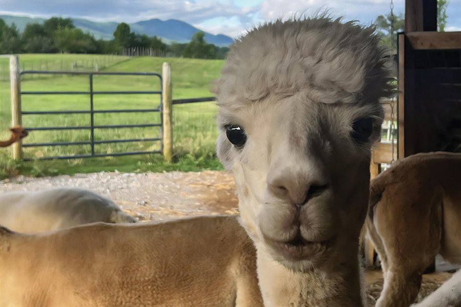 Alpaca-Close-up.jpg