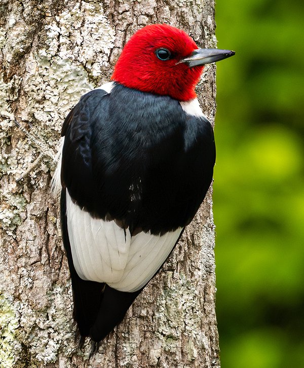 Red-headed-Woodpecker---photo-by-Mike-Blevins.jpg