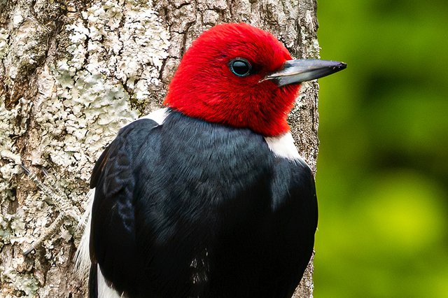 V2_Red-headed-Woodpecker---photo-by-Mike-Blevins.jpg