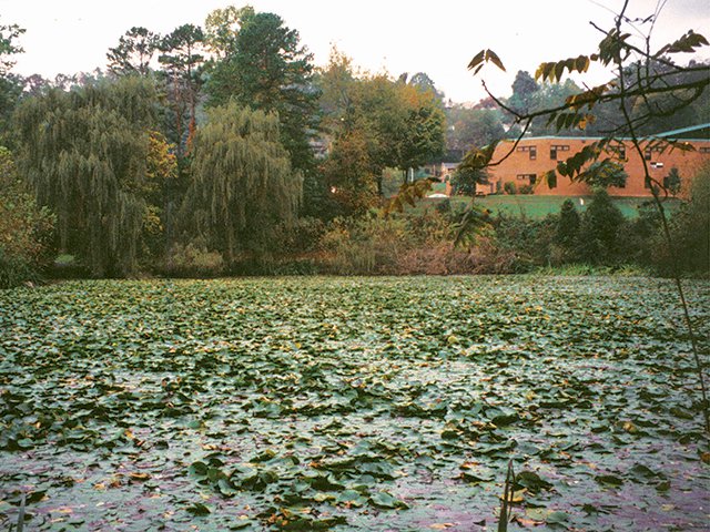 Estonoa Wetland