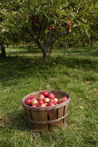 revapple-orchard-bushel-basket.jpg