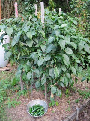 How Tall Do Jalapeno Pepper Plants Grow? 