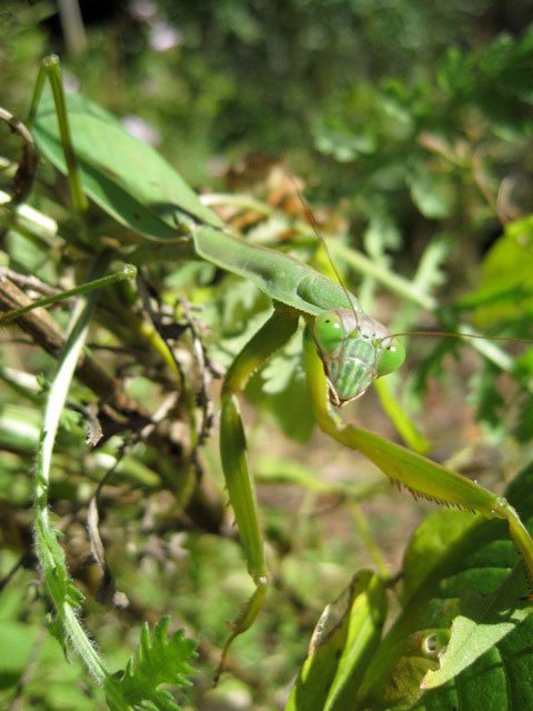 Female Chinese Mantis