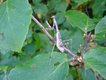 Mantis Garden Leaves