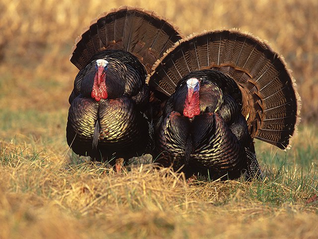 eastern_turkeys.jpg