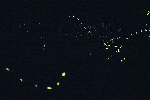 IMG_8161_fireflies_low.jpg