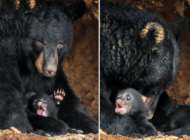 mamma bear and cubs2.jpg