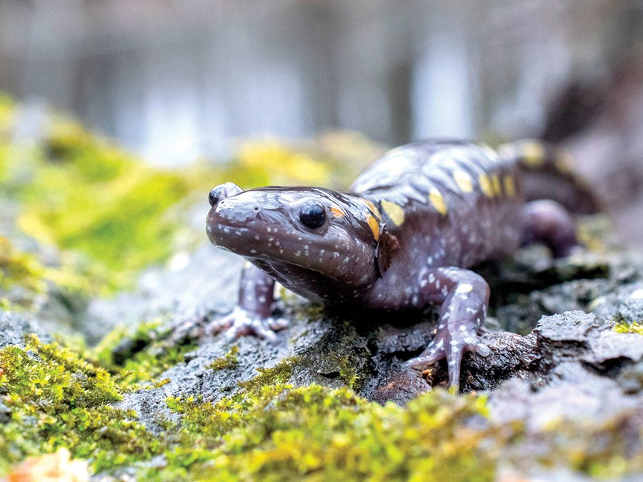 Spotted-Salamander-on-moss-2.jpg