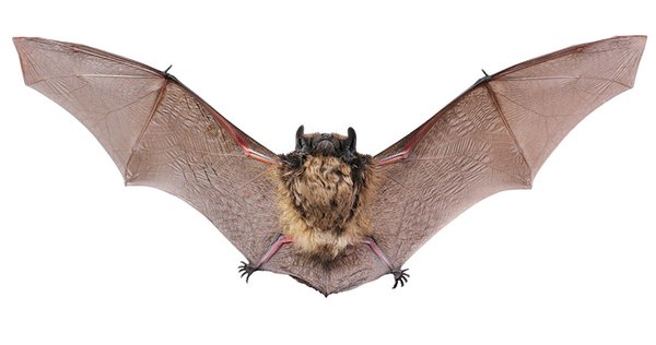 Creature-Bat.jpg