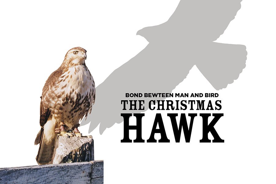 Christmas-Hawk.jpg