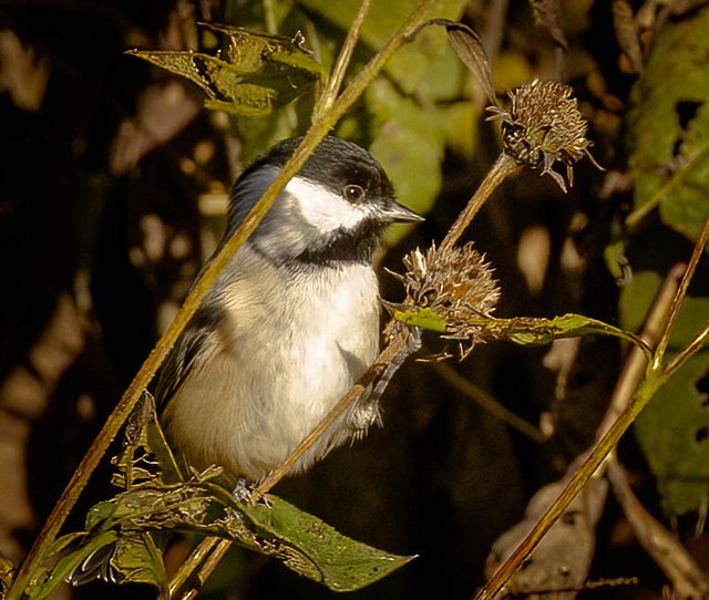 Chickadee 1 - photo by Mike Blevins.jpg