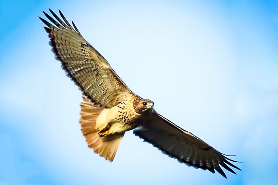 Birds of the Blue Ridge: Red-tailed Hawk - Blue Ridge Country