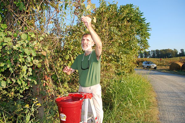 2. Author picking summer grapes.jpg