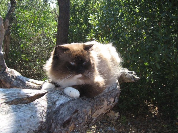 Harry the Hiking Cat