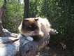Harry the Hiking Cat