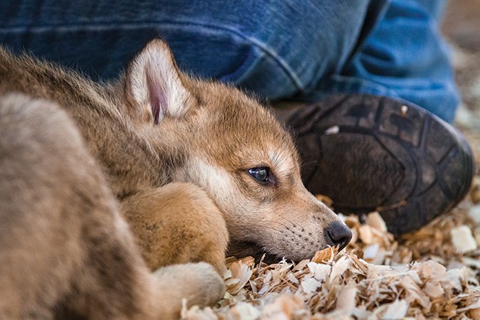 Bonding With Gray Wolves: Proud Puppy 