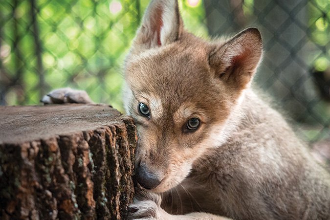 Gray 2024 wolf puppy