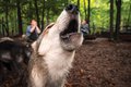 Wolf-Puppies-20140719-186.jpg