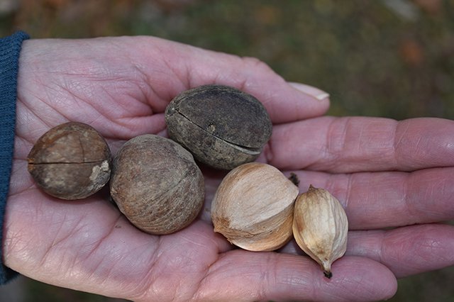 1. Hickory nuts.JPG