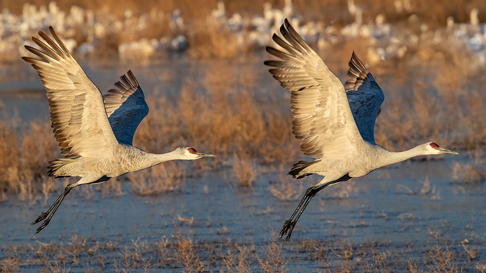 Sandhill-Cranes-2---photo-by-KS-Nature-Photography-(2).jpg