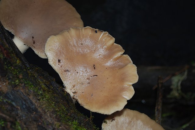 1. Oyster Mushrooms, January.JPG