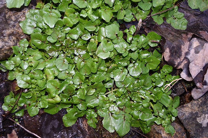 1.-Watercress-growing-wild-in-the-author's-spring.jpg