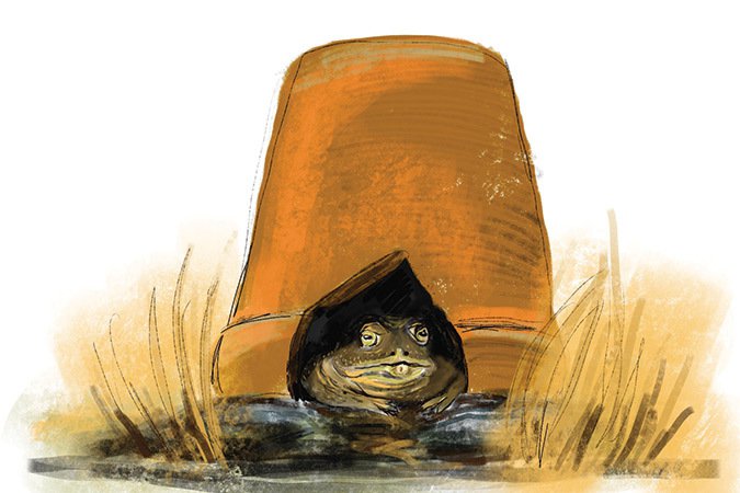 3-toad.jpg