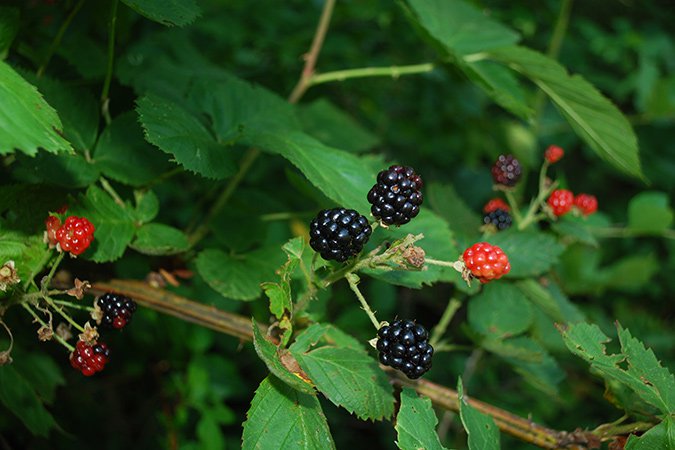 July’s Wild Edible: Blackberries - Blue Ridge Country