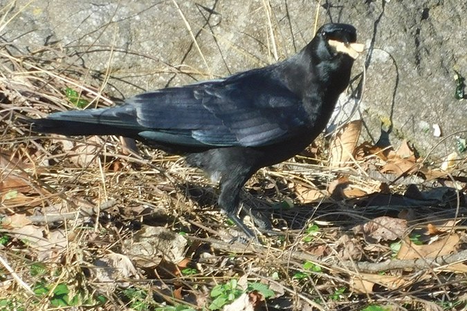 Crow-eating.jpg