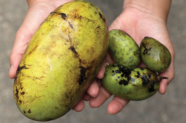 Typical-pawpaws-on-right,-monster-find-of-the-year-on-left.jpg