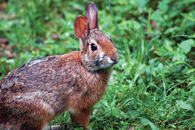 Playing Hide and Seek with the Appalachian Cottontail - Blue Ridge Country