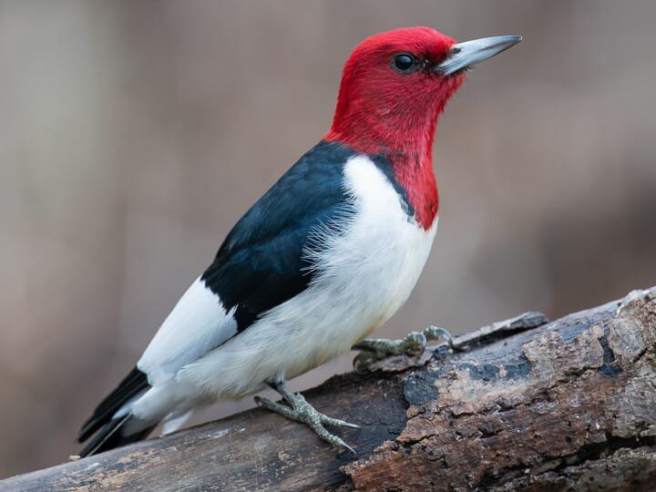 SK Birds of Woods - allaboutbirds.org.jpg