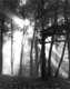 phoca_thumb_l_fog-trees-new-river.jpg
