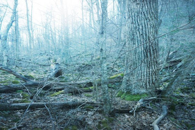 Remarkable Trees Of Virginia - Blue Ridge Country