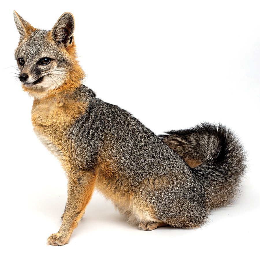 Creature Feature Gray Fox Blue Ridge Country