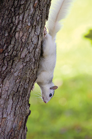Brevard’s famed white squirrels are arguably the cutest town mascot in our mountains.