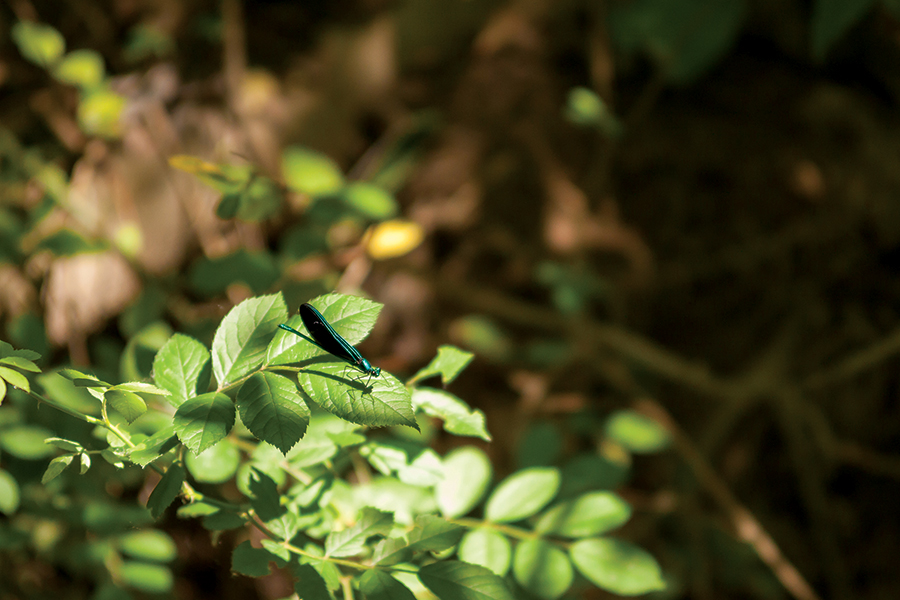 A brilliant green jewelwing damselfly.