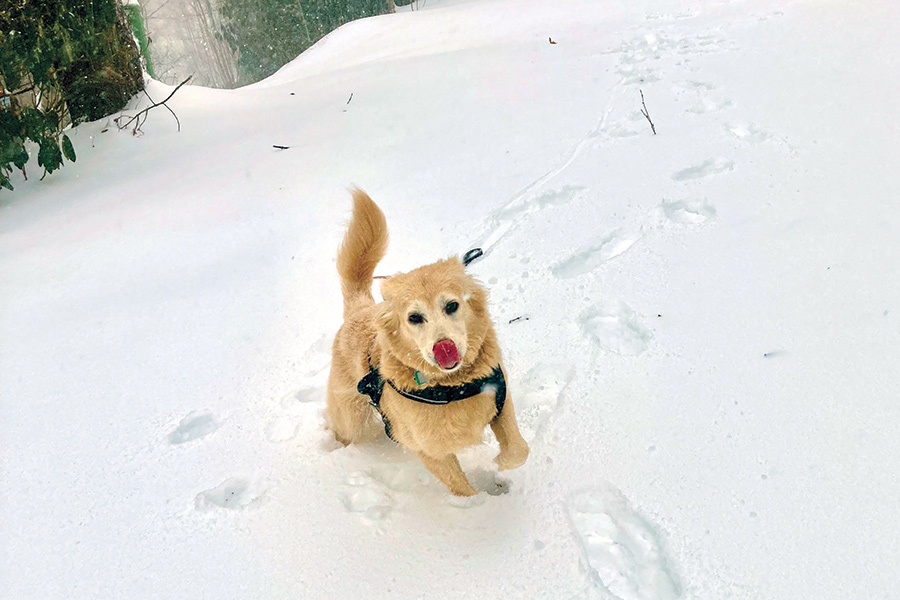 Brad was born in Louisiana and raised in Texas so he was not used to the kind of snow his new home in Spruce Pine, North Carolina, provides!  He loves to go on long walks in the snow and loves to jump into the deep drifts that form here on Apple Mountain!