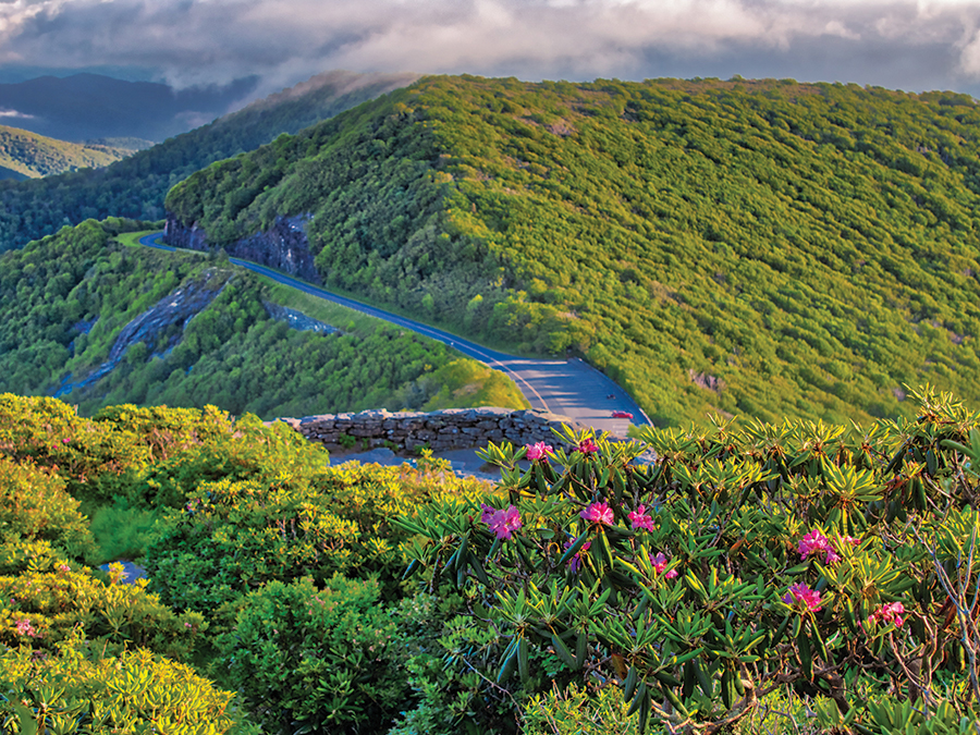 The Craggy Gardens Pinnacle Trail to the Blue Ridge Parkway overlook is below, with the June bloom of the Catawba Rhododendrons in the foreground.