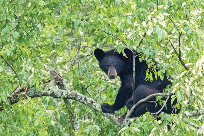 Black bears used to be almost exclusively in the southwest Virginia section of the parkway; now, they’re much more widespread.