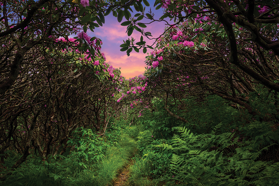 Rhododendron thickets can serve as both great areas for hide-and-seekers and as a bane to hikers and other outdoors explorers.