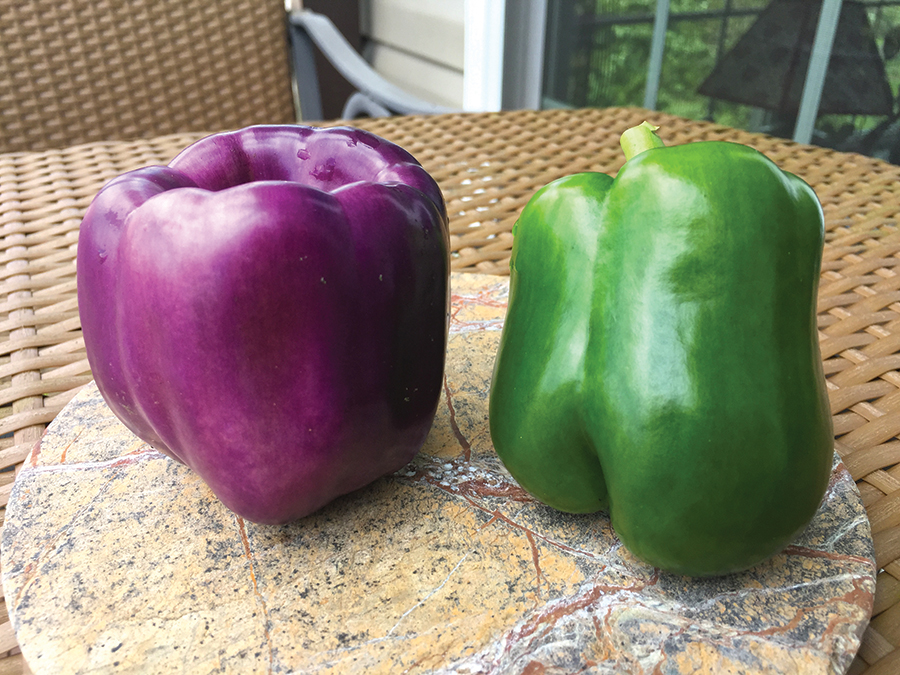 Fred’s maternal grandmother was known for her stuffed peppers. He and Jill have kept the tradition going with peppers from their garden.
