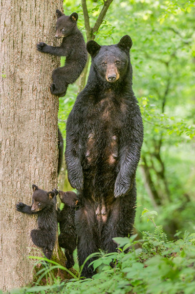 Of this bear family, Bill Lea writes, “I was photographing a mother bear and her four cubs in Great Smoky Mountains National Park when another mother bear wandered into the area behind me.  The mother with four cubs stood up on her hind feet to see what was happening in the distance, while her four cubs jumped on the side of the tree ready to climb to safety if their mom gave the cue. It is important to note that bears often stand on their hind feet to see off into the distance—this is not an attack position. The other mother bear veered off in another direction and all returned to normal.”