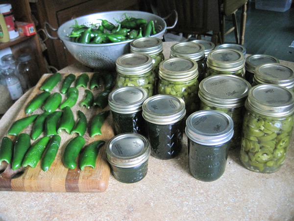 Jalapenos for jam, pickles and freezing.