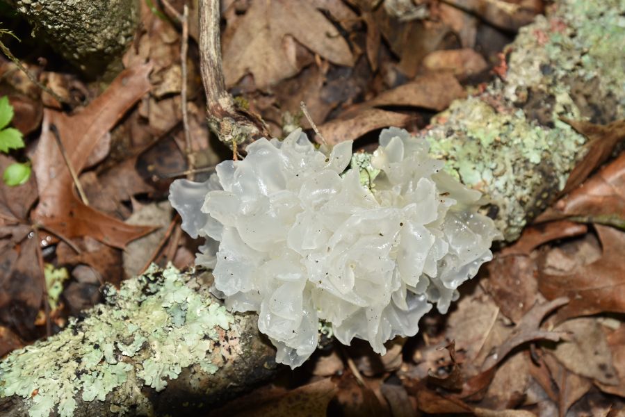 White jelly snow fungus growing in the author’s Botetourt County, Virginia woodlot.